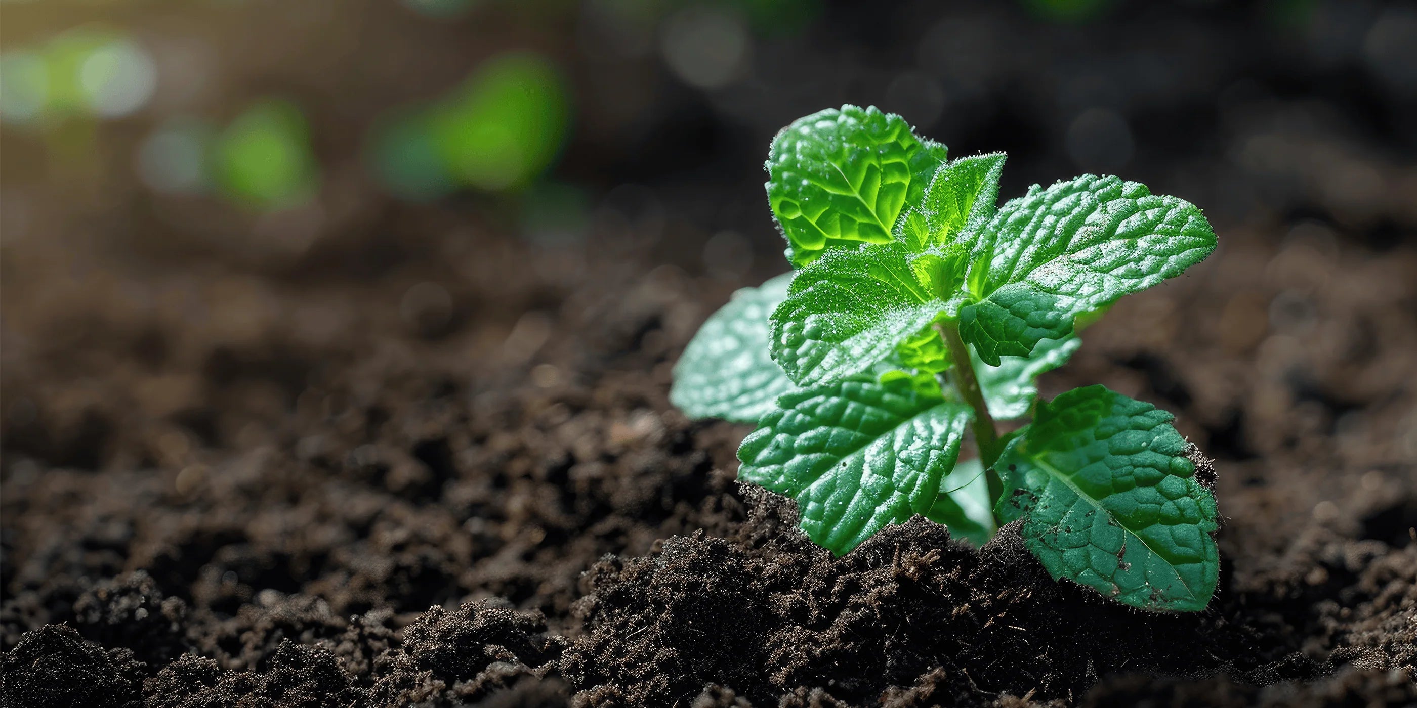 Nachhaltigkeit bei VitalKick – Umweltfreundliche Verpackungen & Materialien